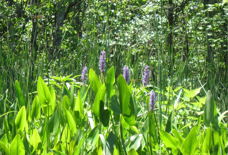 20130621_1320_Purple Flowers